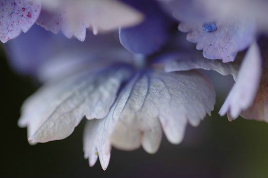 Hortensia - Bretagne