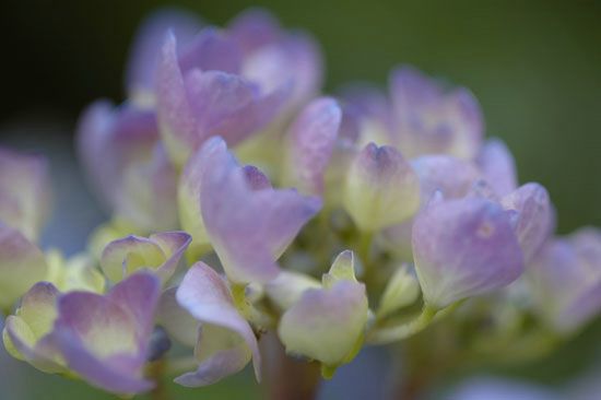 Hortensia - Bretagne