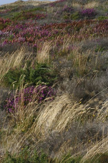 Lande bretonne - Sable d'Or les pins