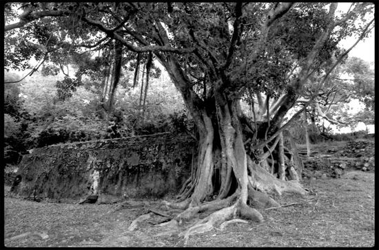 Figuier maudit - Dubuc