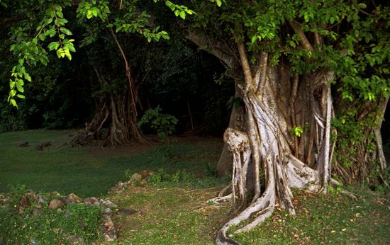 Figuier maudit - Dubuc