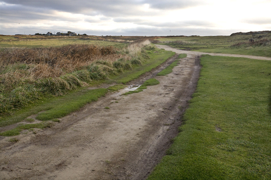 Chemin dans la lande