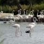 Le quotidien chez les flamants - Camargue