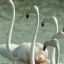 Flamants roses - Camargue