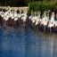 Flamants roses - Camargue