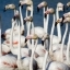 Flamants roses - Camargue