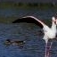 Flamants roses - Camargue