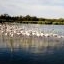 Les retrouvailles entre flamants - Parc du Pont de Gau - Camargue