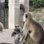 Familles Singe aux portes de Ranthambhore - Rajasthan - Inde